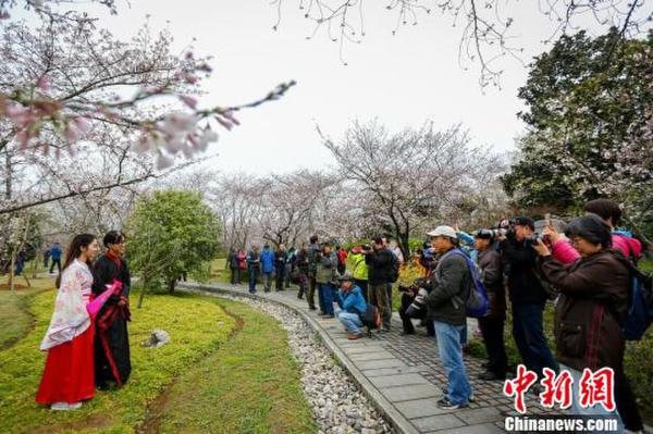 南京明孝陵樱花园“春花如雪” 花下汉服美女美如画