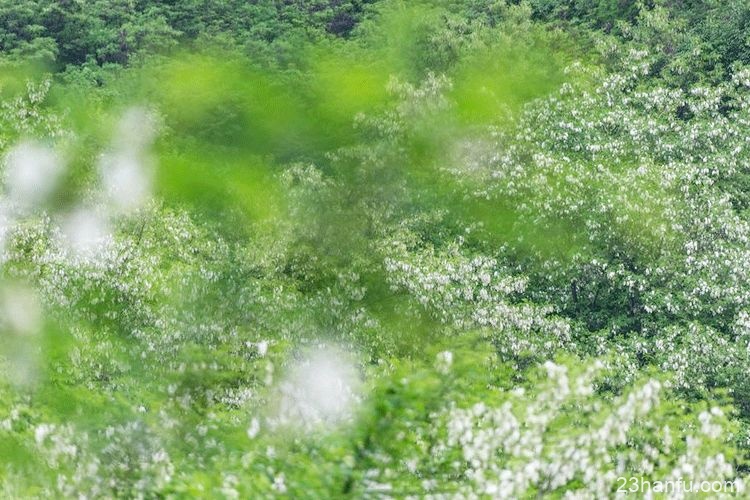 春天,穿着汉服去赏花吧!