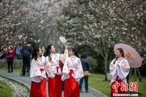 南京明孝陵樱花园“春花如雪” 花下汉服美女美如画
