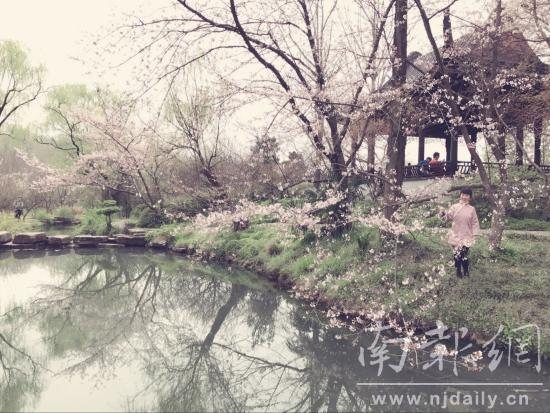 明孝陵樱花园上演唯美汉服秀 赏樱正当时