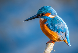 细说女子汉服发饰：点翠、梳篦的金翠首饰