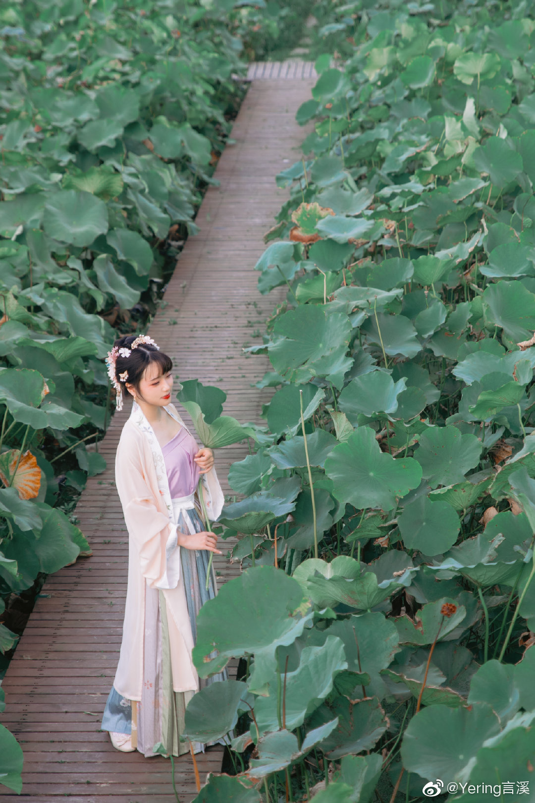 「叶上初阳干宿雨，水面清圆，一一风荷举」 @Yering言溪