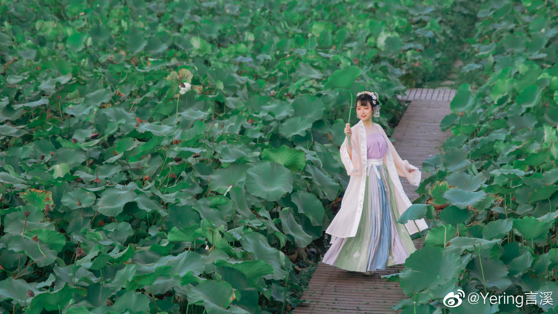 「叶上初阳干宿雨，水面清圆，一一风荷举」 @Yering言溪