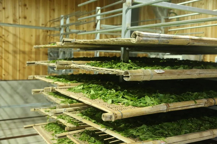 白茶应该怎么储存，看完这篇就懂了