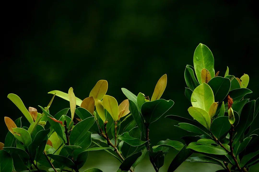 放了几年的绿茶，还能不能喝？