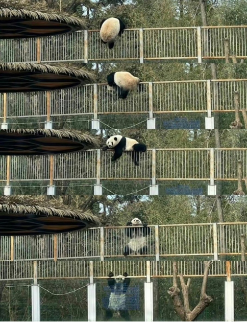 汉服｜成都溜达指南——我和熊猫有个约会