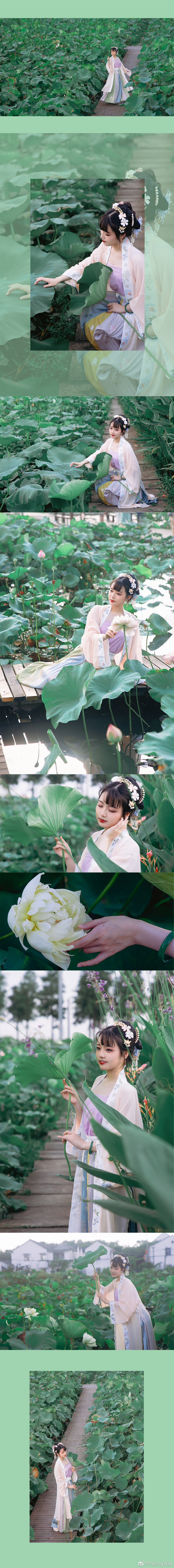 「叶上初阳干宿雨，水面清圆，一一风荷举」 @Yering言溪