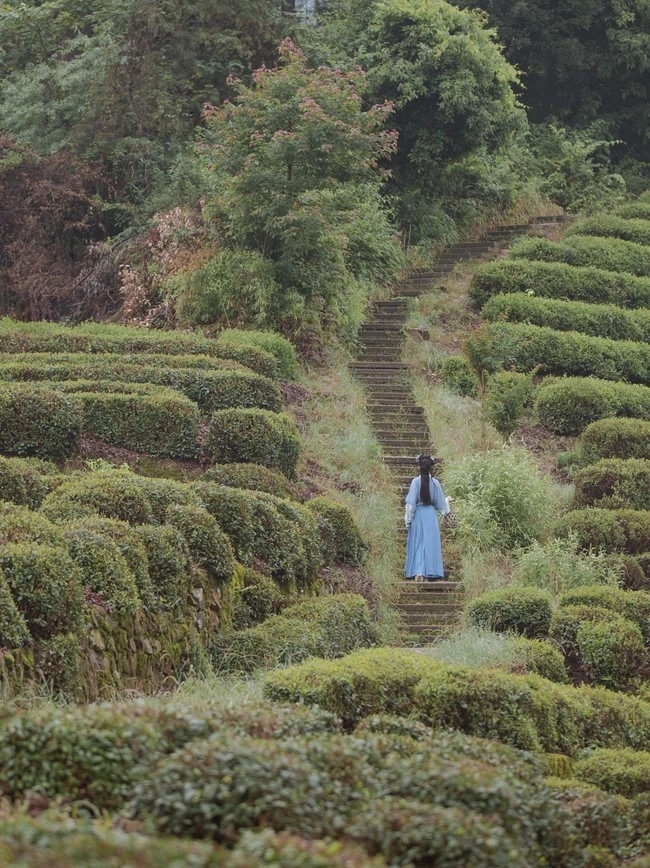 汉服写真 - 山茶