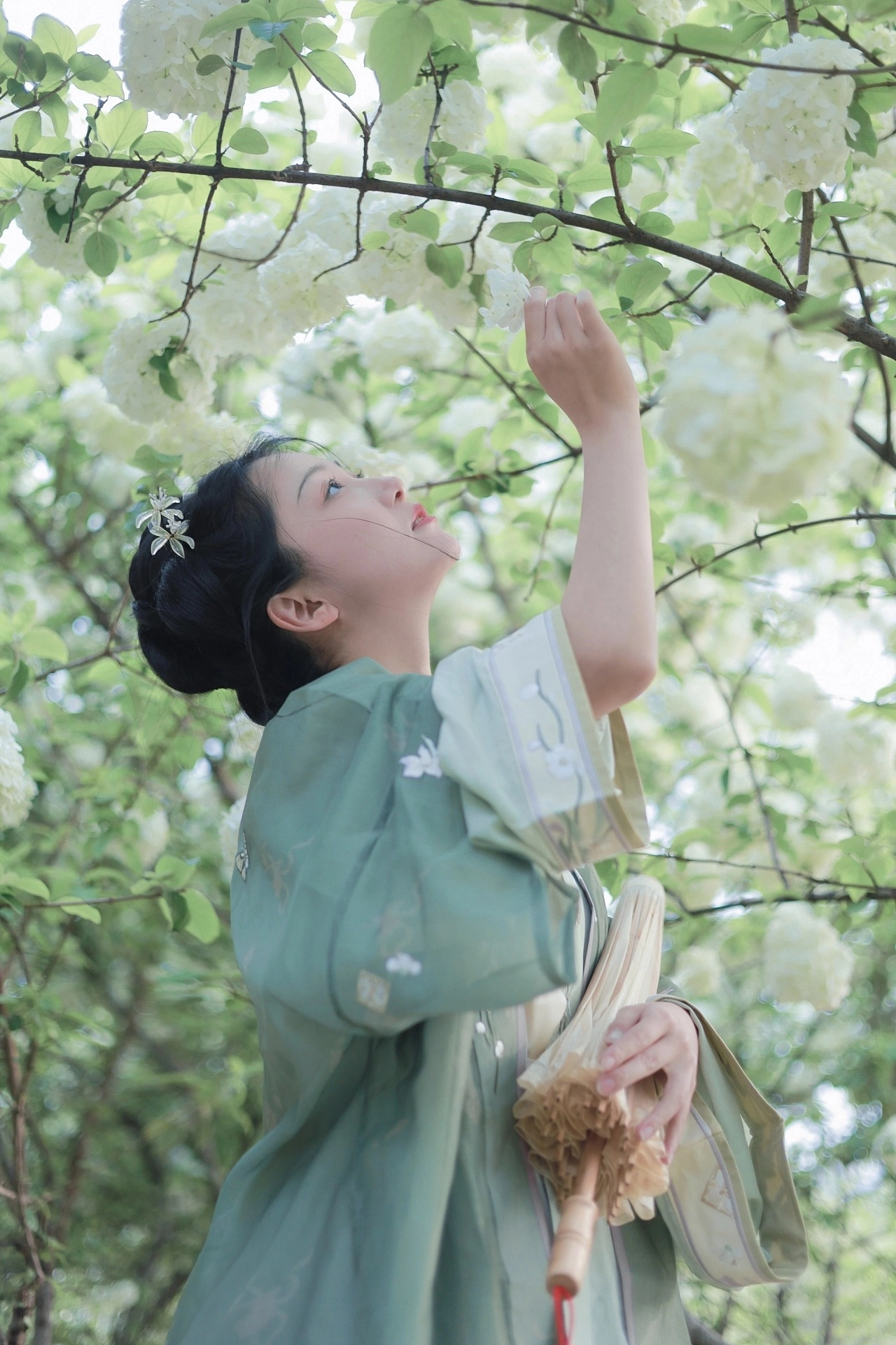 汉服写真 - 绣球花