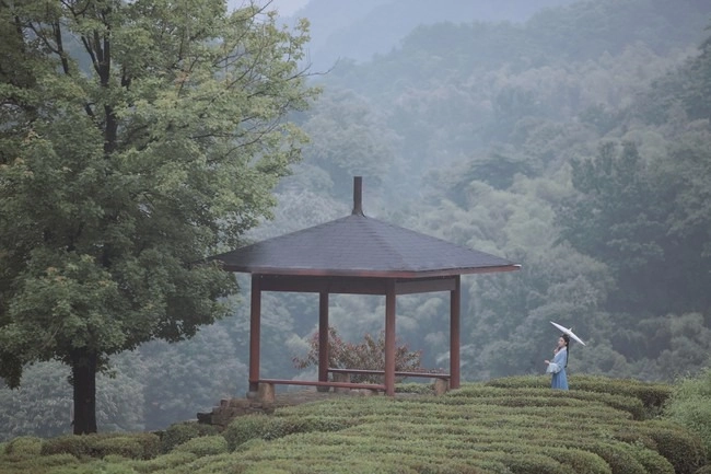 汉服写真 - 山茶